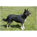Lapponian Herder 9