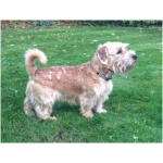 Lucas Terrier 9