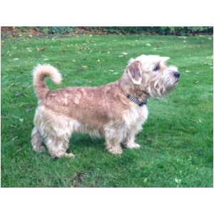 Lucas Terrier 9