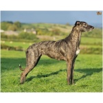 Lurcher 9