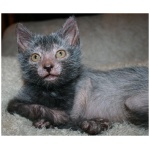Lykoi 8