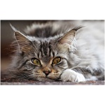 Maine Coon 9