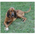 Majestic Tree Hound 2