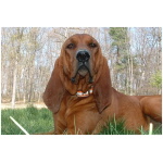 Majestic Tree Hound 6