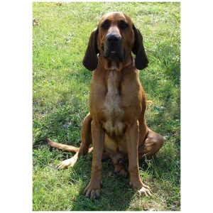 Majestic Tree Hound 9