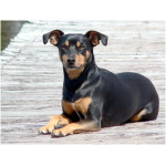Manchester Terrier 2