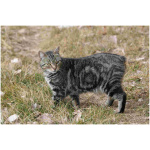 Manx 9