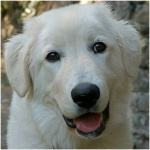 Maremma Sheepdog 0