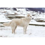 Maremma Sheepdog 5