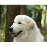 Maremma Sheepdog 6