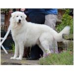 Maremma Sheepdog 8