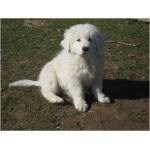 Maremma Sheepdog 9