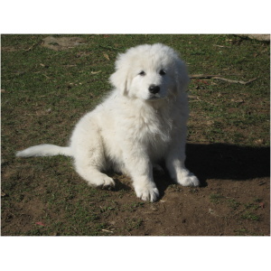 Maremma Sheepdog 9