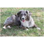 Miniature American Shepherd 1