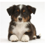 Miniature American Shepherd 2