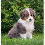 Miniature American Shepherd 3