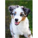Miniature American Shepherd 4