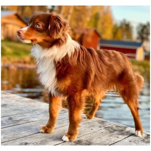 Miniature American Shepherd 9