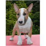 Miniature Bull Terrier 2
