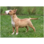 Miniature Bull Terrier 3