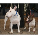 Miniature Bull Terrier 4
