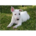 Miniature Bull Terrier 7