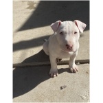 Miniature Bull Terrier 8
