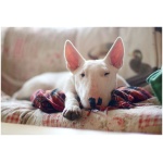 Miniature Bull Terrier 9