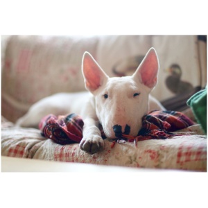 Miniature Bull Terrier 9