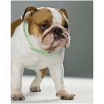 Miniature Bulldog 0