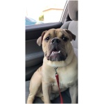 Miniature Bulldog 1