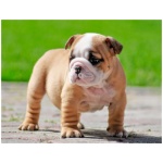 Miniature Bulldog 2
