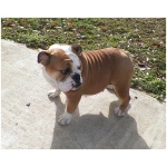 Miniature Bulldog 3
