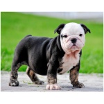 Miniature Bulldog 4