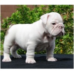 Miniature Bulldog 5