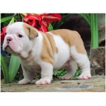 Miniature Bulldog 6