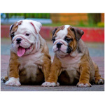 Miniature Bulldog 7