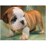 Miniature Bulldog 8