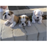 Miniature Bulldog 9