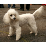 Miniature Poodle 1