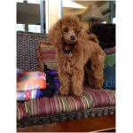 Miniature Poodle 2