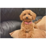 Miniature Poodle 5