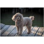 Miniature Poodle 6