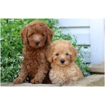 Miniature Poodle 7