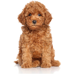Miniature Poodle 9