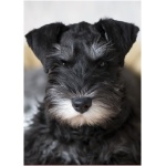 Miniature Schnauzer 0