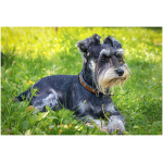 Miniature Schnauzer 1