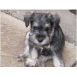 Miniature Schnauzer 4