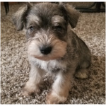 Miniature Schnauzer 5