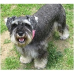Miniature Schnauzer 6